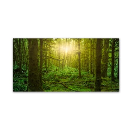 Moises Levy 'Dream Forest 3' Canvas Art,12x24